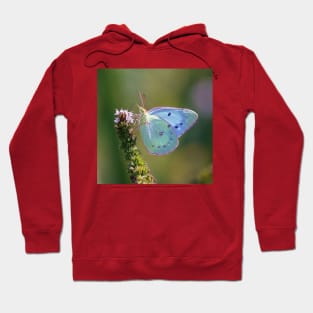 blue butterfly Hoodie